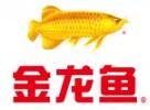金龍魚